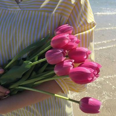 猫和老鼠玩纸牌